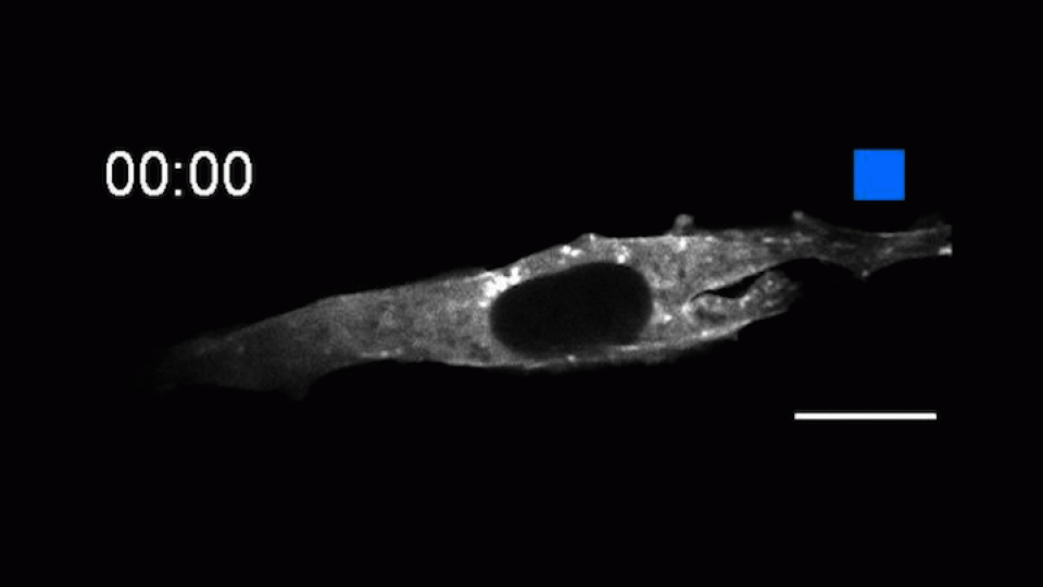 A gif showing the binding and unbinding of Optobinder attaching to actin in a cell