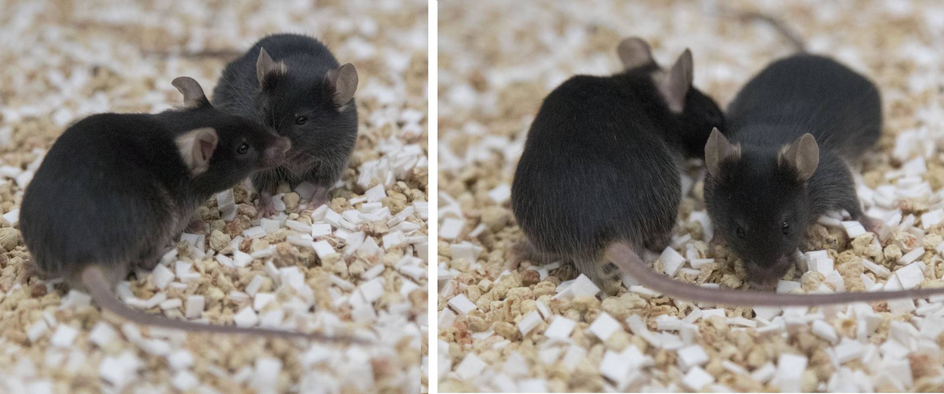 Mice interacting