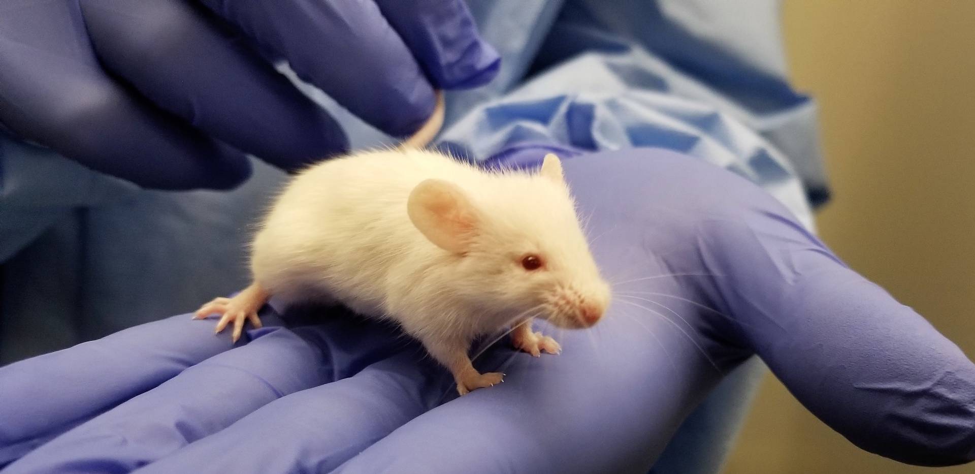 White lab mouse on a purple glove