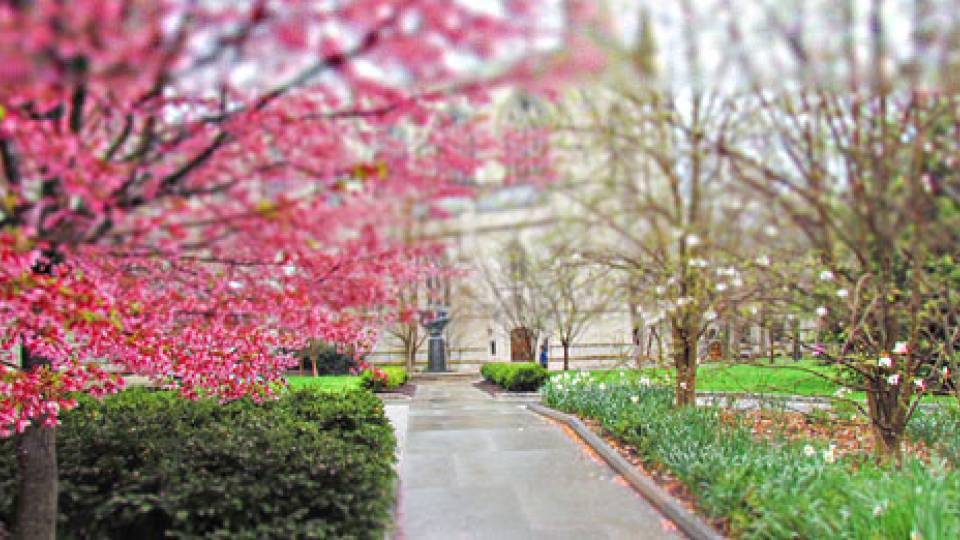 Blossoms home page