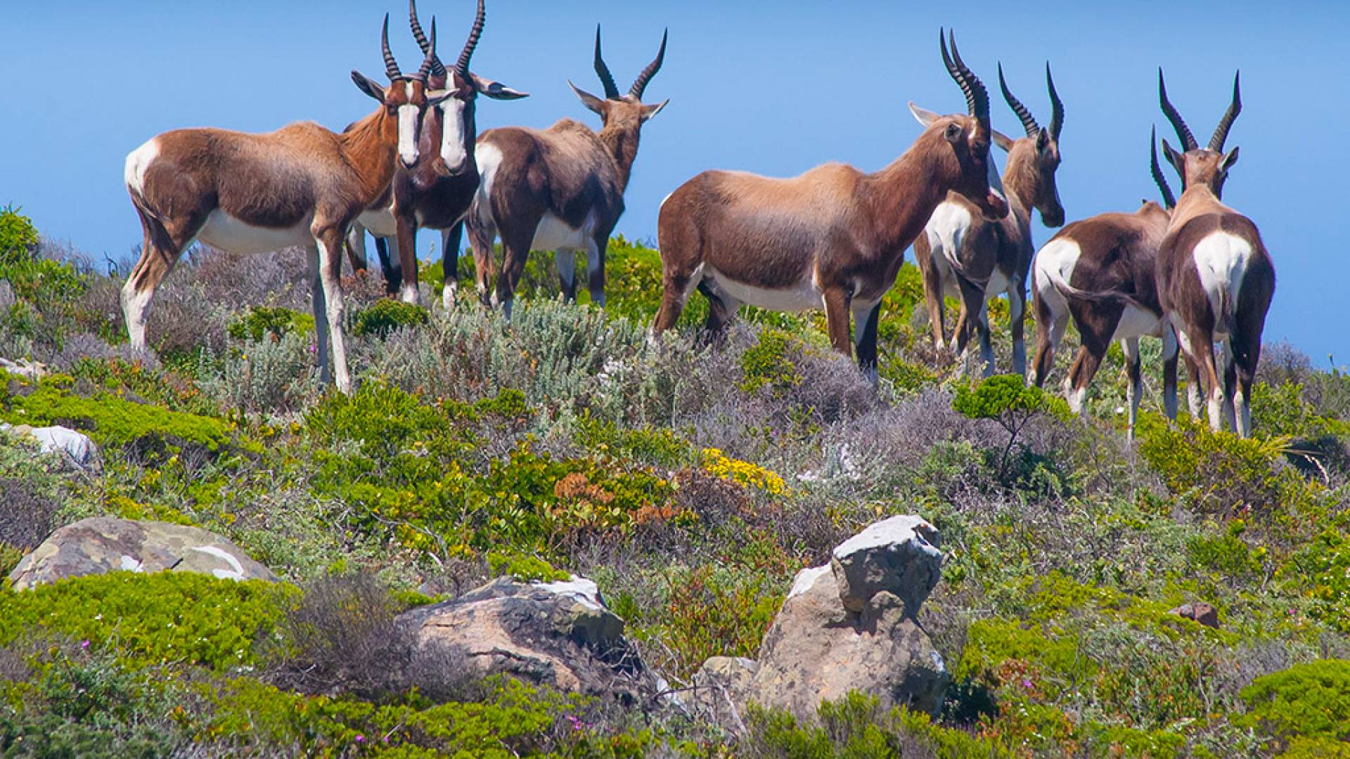 Antelope 