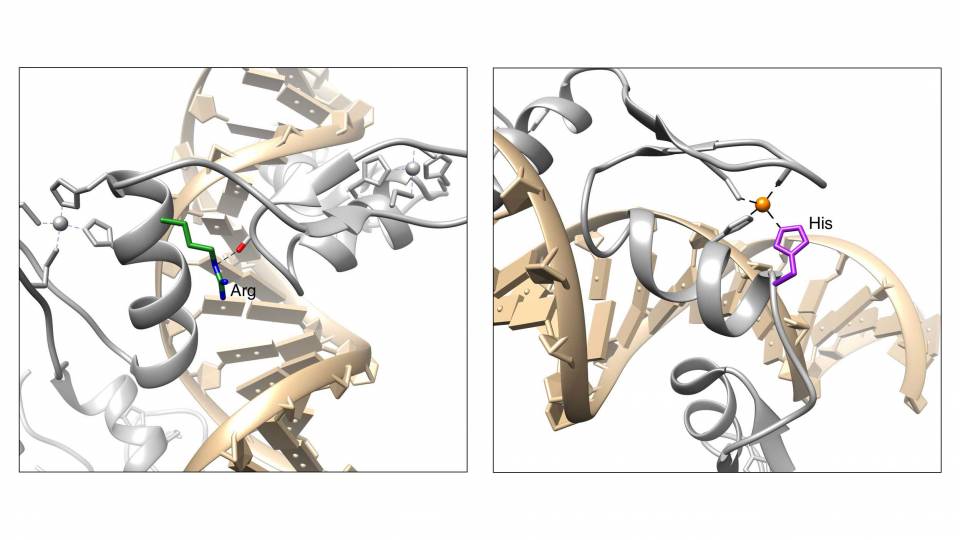 protein molecules