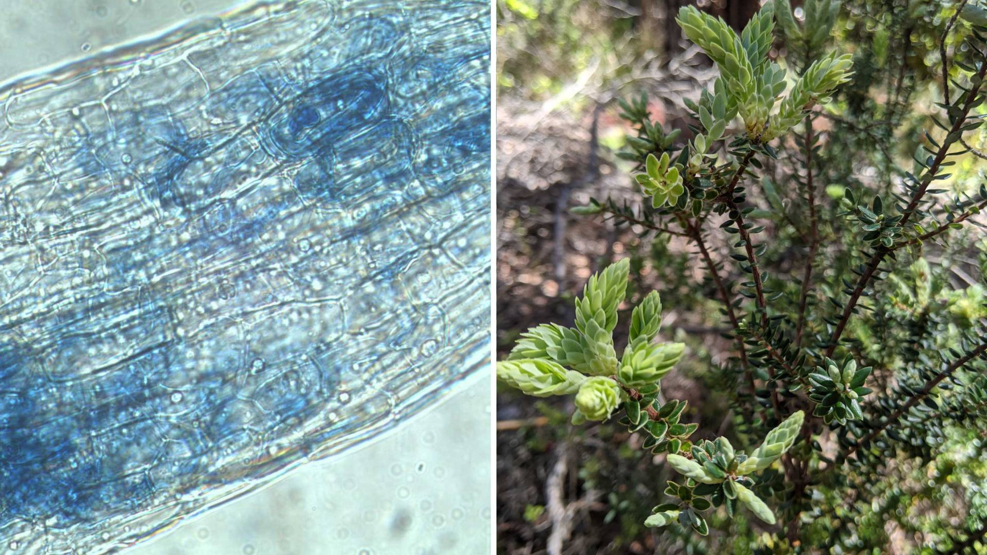 plants cells as seen through a microscope and the shrub the cells were taken from