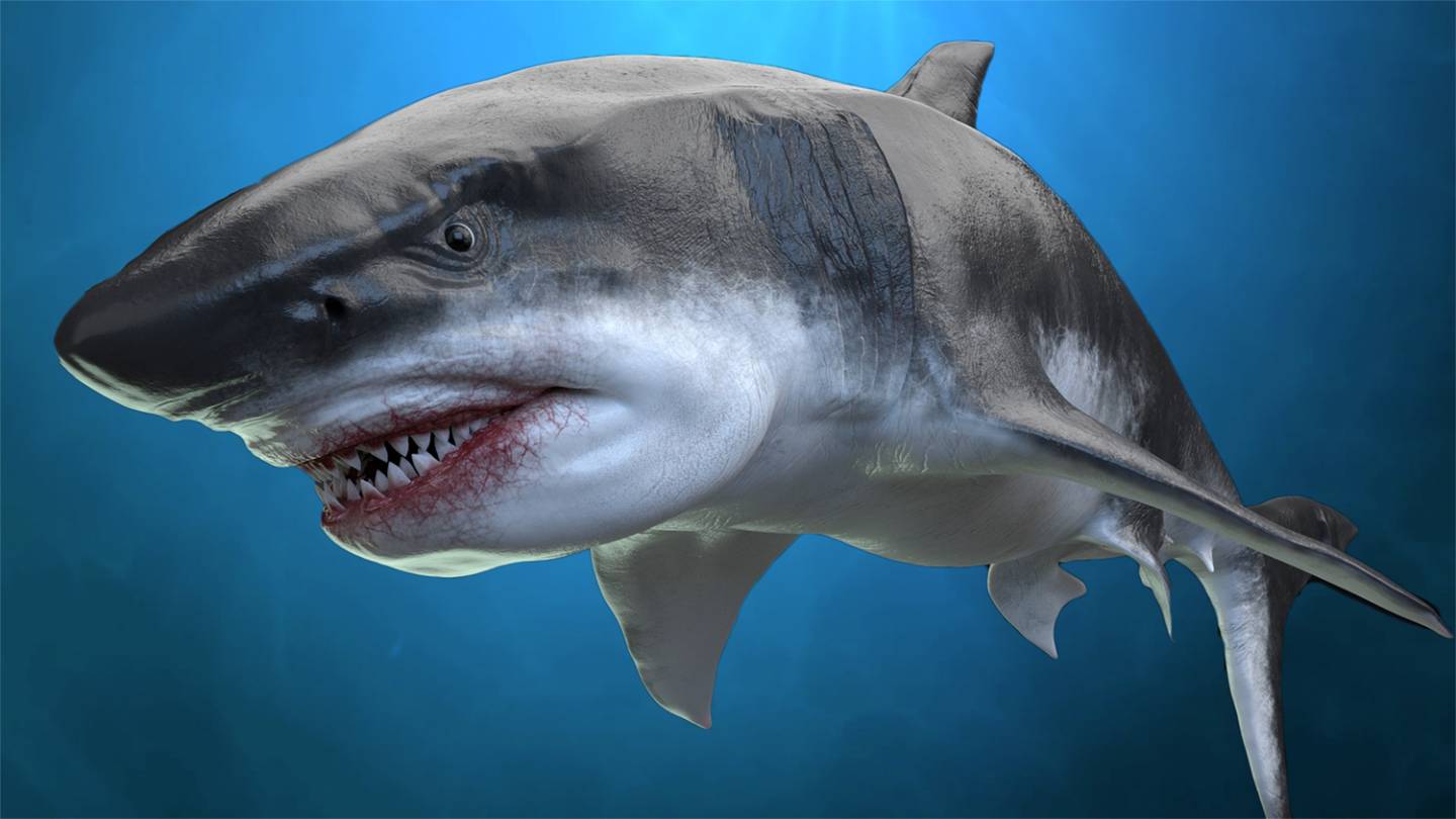 Danny Sigman describes Megladon's eating habits in this video.