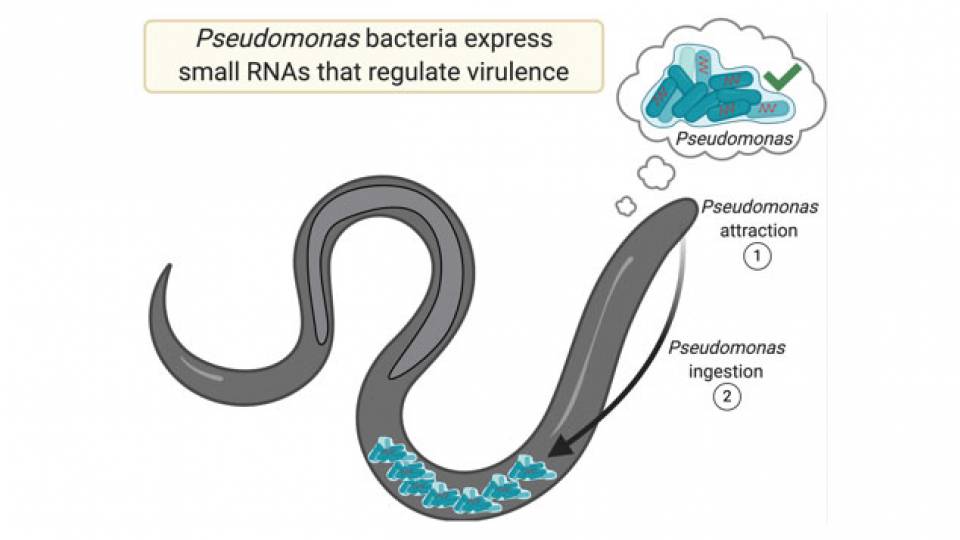worm eating bacteria